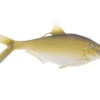 13 Fishing - Coalition Bait Co B.A.M.F. Shad Swimbait -Outlet Fishing Store 13fishingbamfshad 3 2