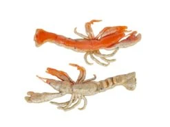 Berkley Gulp! Ghost Shrimp -Outlet Fishing Store berkley natuarlwithsparkle gulpghostshrimp 10 30 brk 10003c