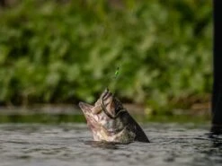 Googan Baits Green Series Weight Stops -Outlet Fishing Store lifestyle googanbaitsterminal stoppers fish 01