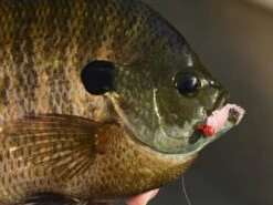 Z-Man Larvaz -Outlet Fishing Store lifestyle larvaz zman fishmouth 1