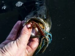 Z-Man Midwest Finesse Swim Jig -Outlet Fishing Store lifestyle midwestfinesseswimjig zman bluegill 3