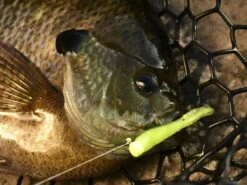 Z-Man Tiny Ticklerz 14 Z-Man Tiny Ticklerz -Outlet Fishing Store lifestyle tinyticklerz zman closefish 1