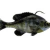 Savage Gear Pulse Tail RTF Bluegill -Outlet Fishing Store pulsetail rtf bluegill ghostgill 1